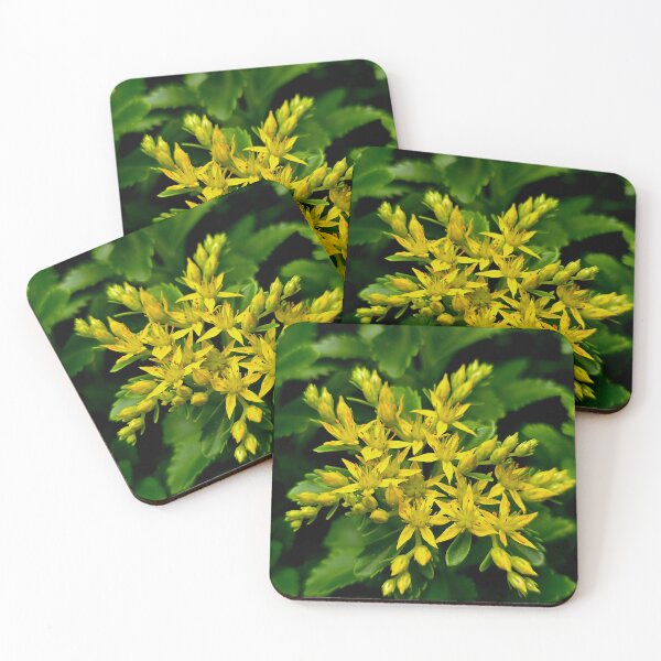 Item preview, Yellow Stonecrop Sedum Photo designed and sold by NikaNavi.