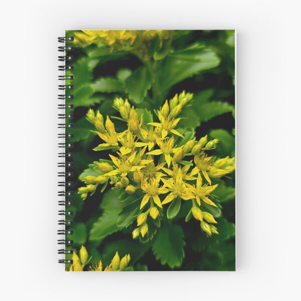 Item preview, Yellow Stonecrop Sedum Photo designed and sold by NikaNavi.