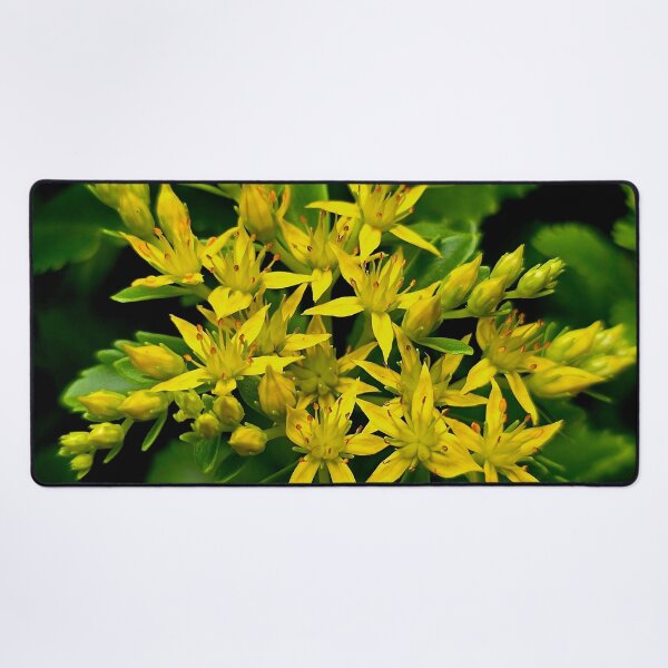 Item preview, Yellow Stonecrop Sedum Photo designed and sold by NikaNavi.