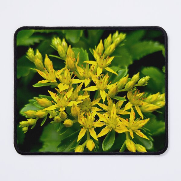 Item preview, Yellow Stonecrop Sedum Photo designed and sold by NikaNavi.