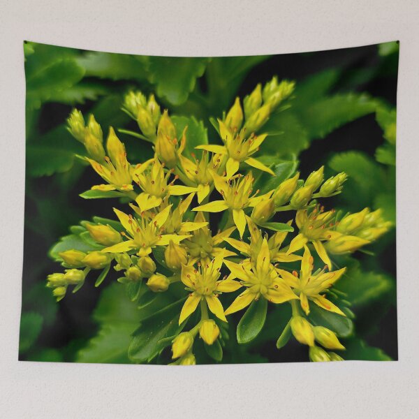 Item preview, Yellow Stonecrop Sedum Photo designed and sold by NikaNavi.