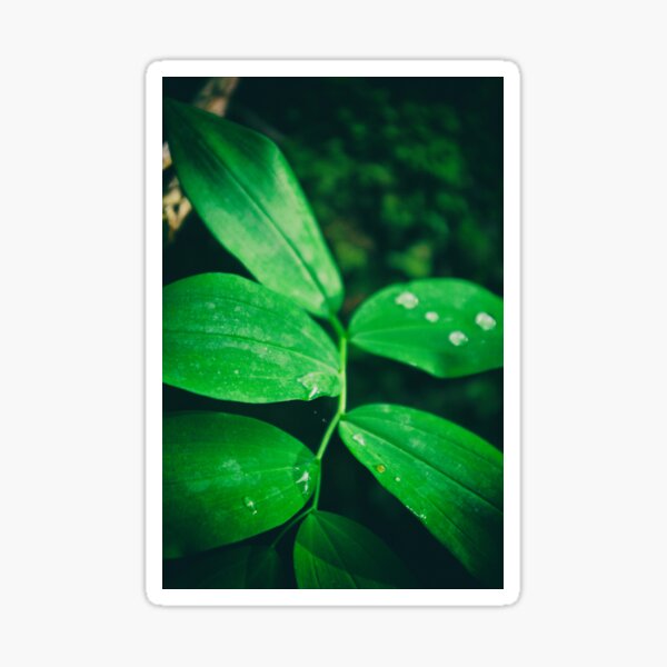 So Fresh and So Green Sticker