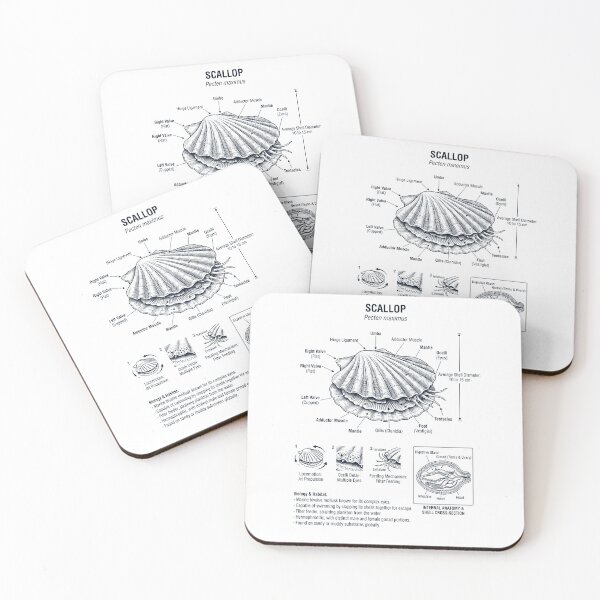 Item preview, Scallop Scientific Anatomy Biology Animal Lover designed and sold by dian-rody-crest.