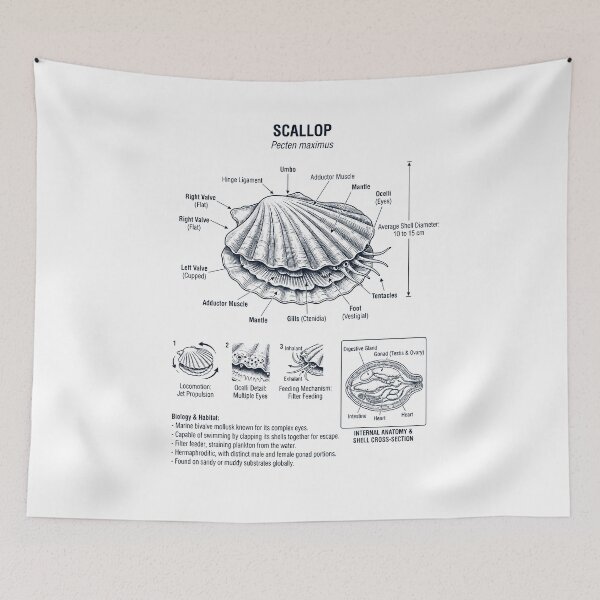 Item preview, Scallop Scientific Anatomy Biology Animal Lover designed and sold by dian-rody-crest.