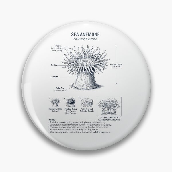 Item preview, Sea Anemone Scientific Anatomy Biology Animal Lover designed and sold by dian-rody-crest.