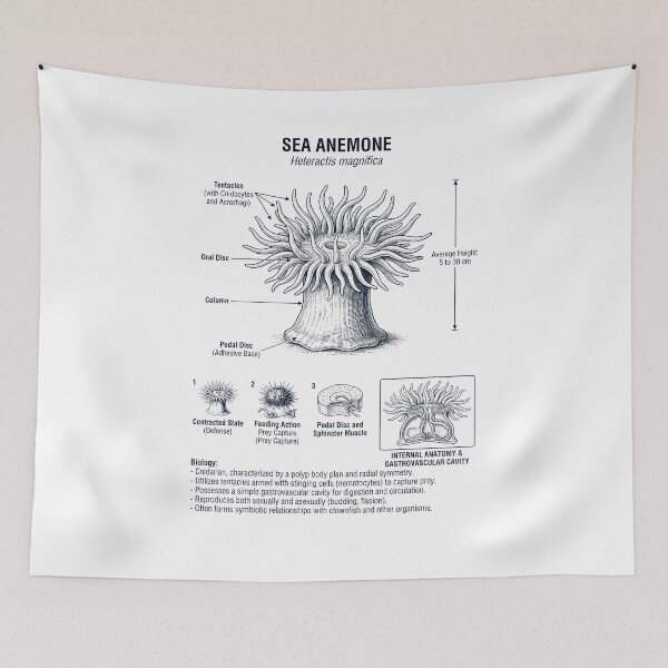 Item preview, Sea Anemone Scientific Anatomy Biology Animal Lover designed and sold by dian-rody-crest.