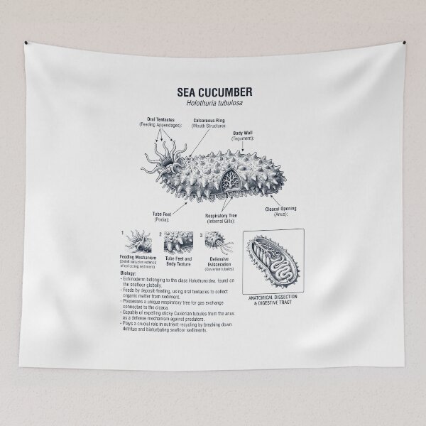 Item preview, Sea Cucumber Scientific Anatomy Biology Animal Lover designed and sold by dian-rody-crest.