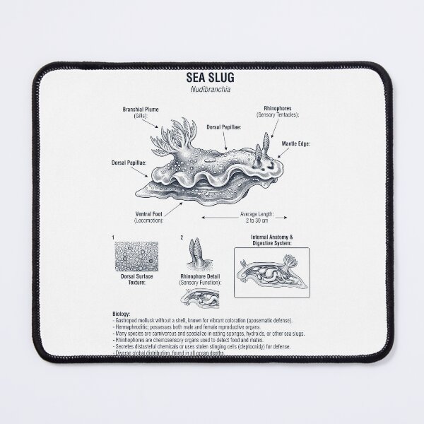 Item preview, Sea Slug Scientific Anatomy Marine Biology Animal Lover designed and sold by dian-rody-crest.