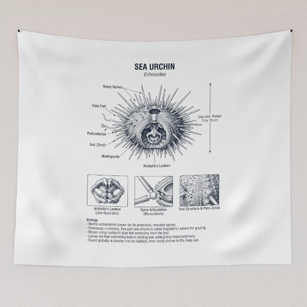 Item preview, Sea Urchin Scientific Anatomy Marine  Biology Animal Lover designed and sold by dian-rody-crest.