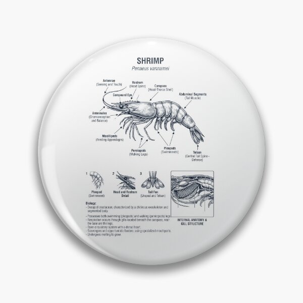 Item preview, Shrimp Scientific Anatomy Biology Animal Lover designed and sold by dian-rody-crest.