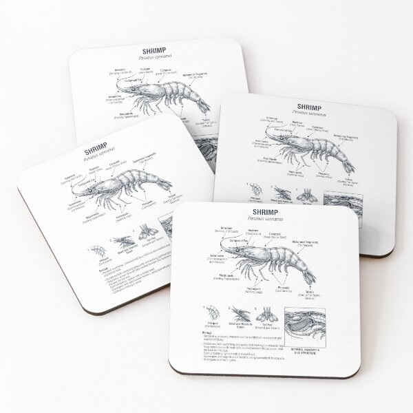 Item preview, Shrimp Scientific Anatomy Biology Animal Lover designed and sold by dian-rody-crest.