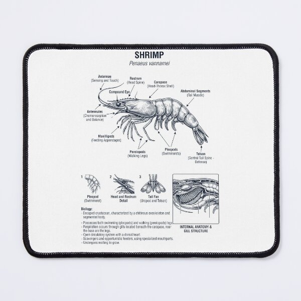 Item preview, Shrimp Scientific Anatomy Biology Animal Lover designed and sold by dian-rody-crest.