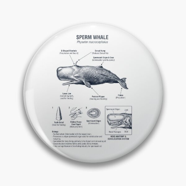 Item preview, Sperm Whale Scientific Anatomy Marine Biology Animal Lover designed and sold by dian-rody-crest.