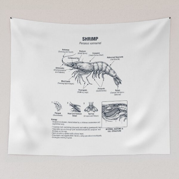 Item preview, Shrimp Scientific Anatomy Biology Animal Lover designed and sold by dian-rody-crest.
