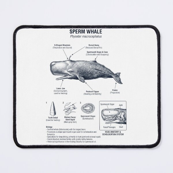Item preview, Sperm Whale Scientific Anatomy Marine Biology Animal Lover designed and sold by dian-rody-crest.