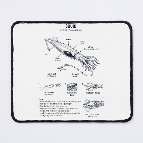 Item preview, Squid Scientific Anatomy Biology Animal Lover designed and sold by dian-rody-crest.