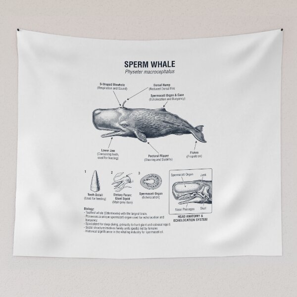 Item preview, Sperm Whale Scientific Anatomy Marine Biology Animal Lover designed and sold by dian-rody-crest.