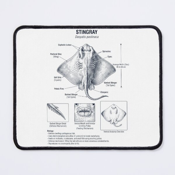 Item preview, Stingray Scientific Anatomy Biology Animal Lover designed and sold by dian-rody-crest.