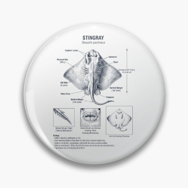 Item preview, Stingray Scientific Anatomy Biology Animal Lover designed and sold by dian-rody-crest.