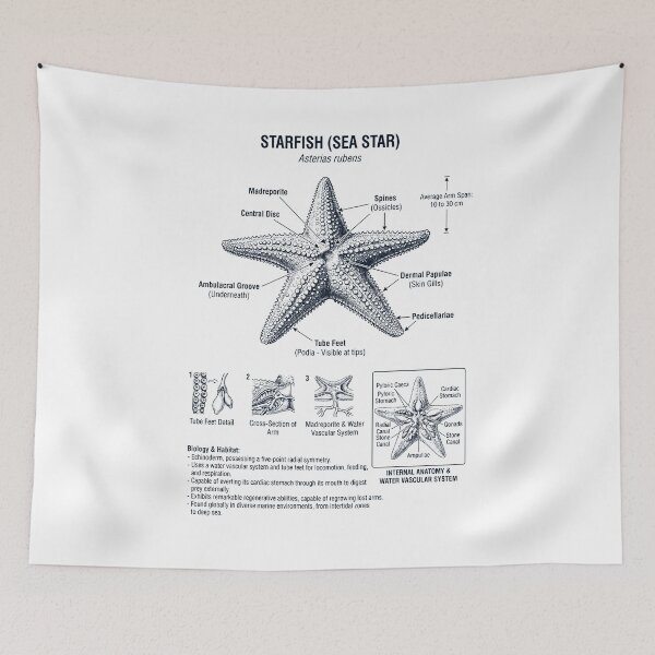 Item preview, Starfish Scientific Anatomy Biology Animal Lover designed and sold by dian-rody-crest.