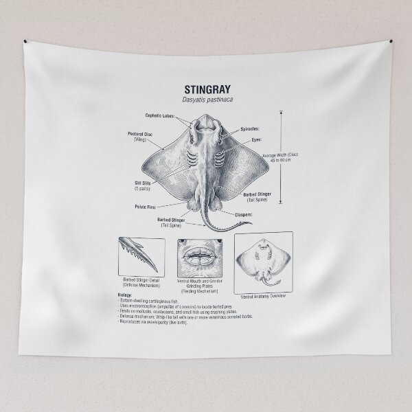 Item preview, Stingray Scientific Anatomy Biology Animal Lover designed and sold by dian-rody-crest.