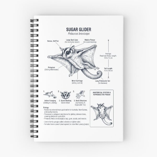 Item preview, Sugar Glider Scientific Anatomy Biology Animal Lover designed and sold by dian-rody-crest.