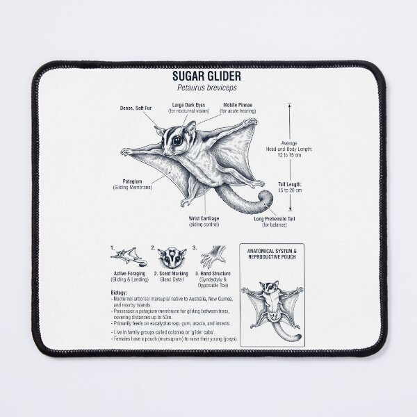 Item preview, Sugar Glider Scientific Anatomy Biology Animal Lover designed and sold by dian-rody-crest.