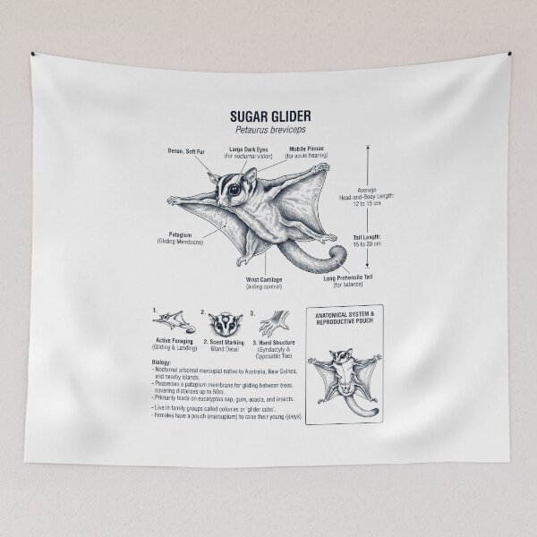 Item preview, Sugar Glider Scientific Anatomy Biology Animal Lover designed and sold by dian-rody-crest.