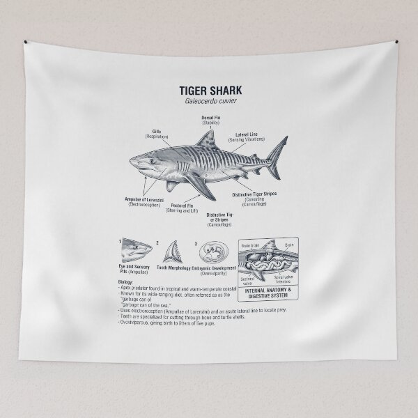 Item preview, Tiger Shark Scientific Anatomy Marine Biology Animal Lover designed and sold by dian-rody-crest.