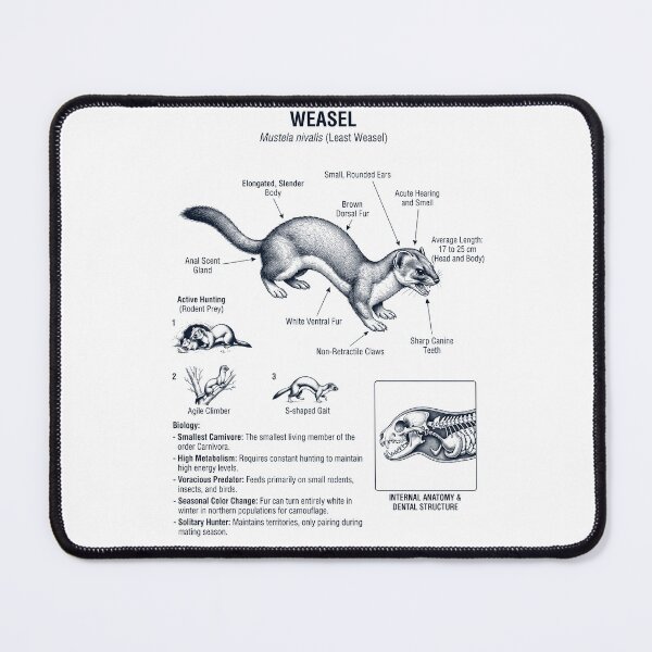 Item preview, Weasel Scientific Anatomy Biology Animal Lover designed and sold by dian-rody-crest.