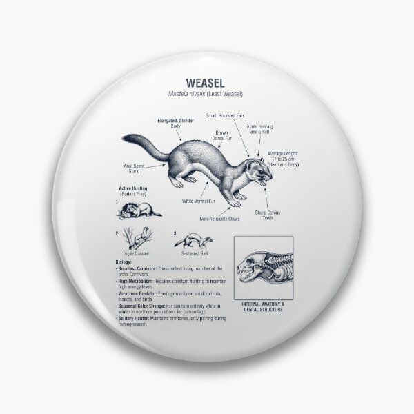 Item preview, Weasel Scientific Anatomy Biology Animal Lover designed and sold by dian-rody-crest.