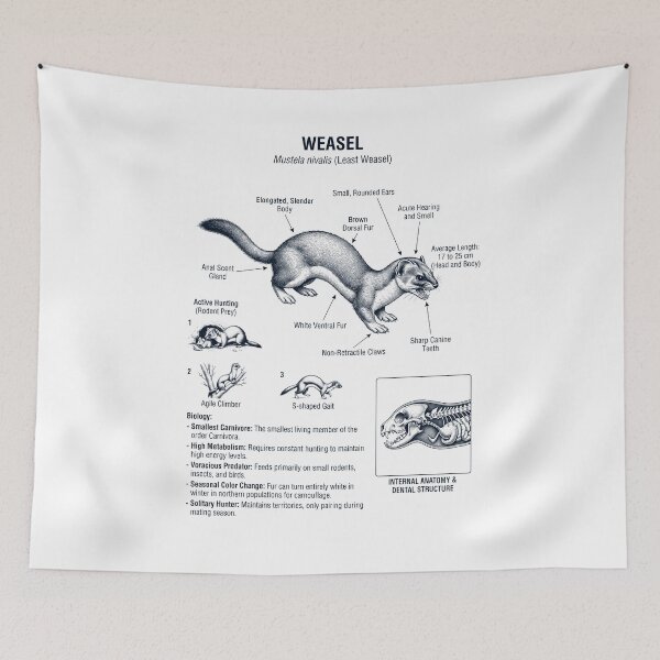 Item preview, Weasel Scientific Anatomy Biology Animal Lover designed and sold by dian-rody-crest.