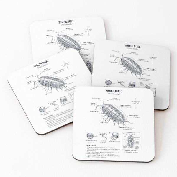 Item preview, Woodlouse Scientific Anatomy Biology Animal Lover designed and sold by dian-rody-crest.