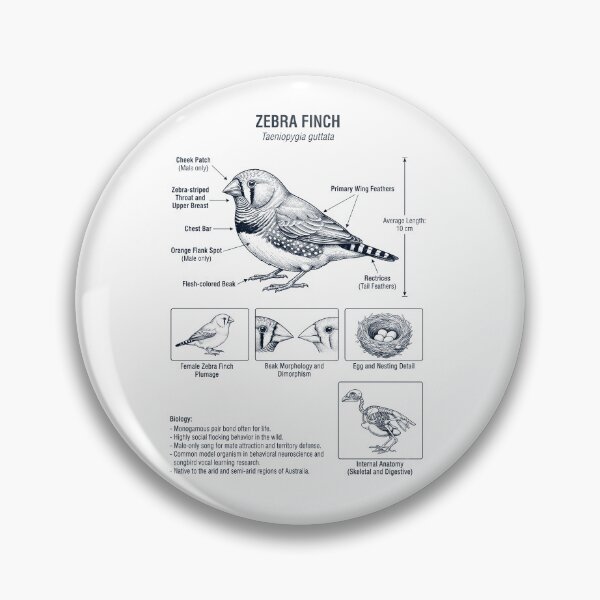 Item preview, Zebra Finch Scientific Anatomy Ornithology Bird Birding Lover designed and sold by dian-rody-crest.