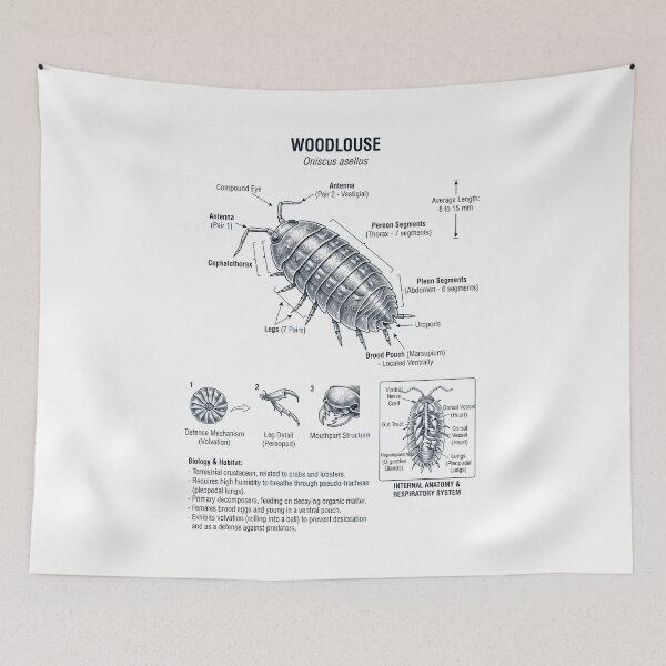Item preview, Woodlouse Scientific Anatomy Biology Animal Lover designed and sold by dian-rody-crest.