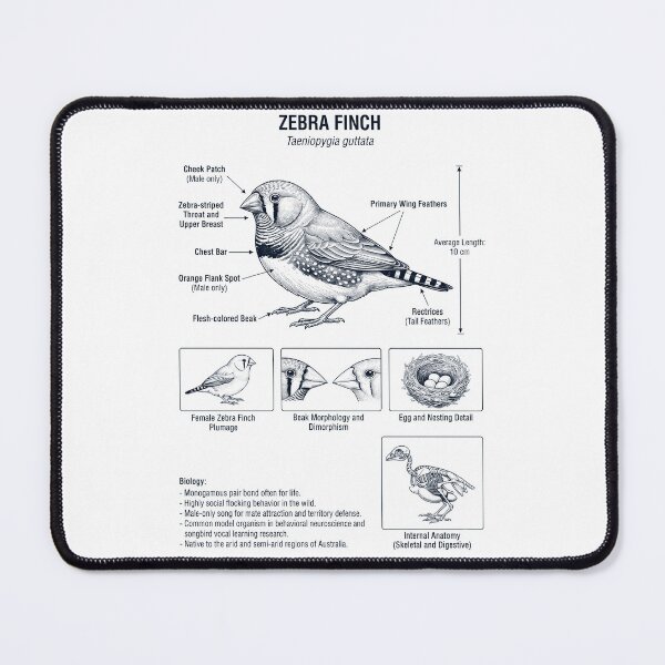 Item preview, Zebra Finch Scientific Anatomy Ornithology Bird Birding Lover designed and sold by dian-rody-crest.