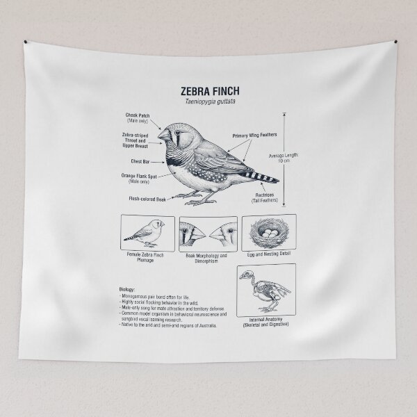 Item preview, Zebra Finch Scientific Anatomy Ornithology Bird Birding Lover designed and sold by dian-rody-crest.