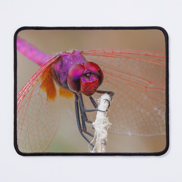 Item preview, Violet Dropwing Dragonfly designed and sold by Ralph Goldsmith.