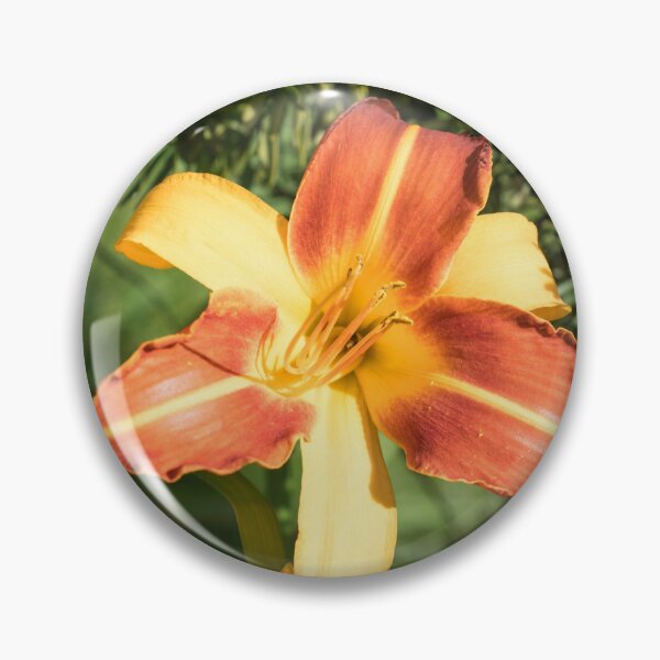 Item preview, Vibrant Two-tone Daylily Bloom in Summer Light designed and sold by Georgia Mizuleva.