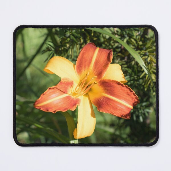 Item preview, Vibrant Two-tone Daylily Bloom in Summer Light designed and sold by Georgia Mizuleva.