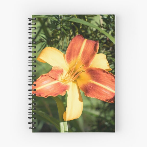 Item preview, Vibrant Two-tone Daylily Bloom in Summer Light designed and sold by Georgia Mizuleva.