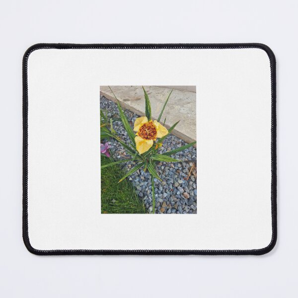 Item preview, Exotic Yellow Tiger Iris Flower Photography designed and sold by SofiaByCruti.