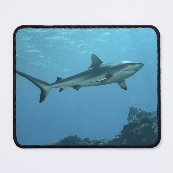 Item preview, Majestic Grey Reef Shark at Vertigo * Sunlit Pacific Photo | designed and sold by Photo & Design Ute Niemann.