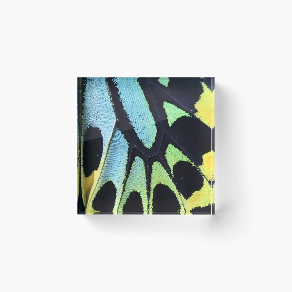 Item preview, Close up of Cairns Birdwing butterfly wing designed and sold by Rachel Elizabeth Photography.