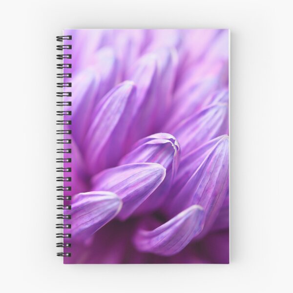 Item preview, Close up of purple chrysanthemum petals designed and sold by Rachel Elizabeth Photography.