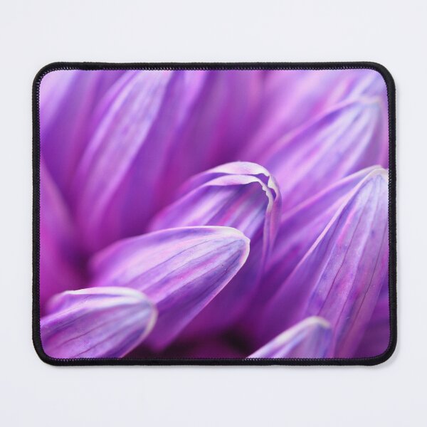Item preview, Close up of purple chrysanthemum petals designed and sold by Rachel Elizabeth Photography.