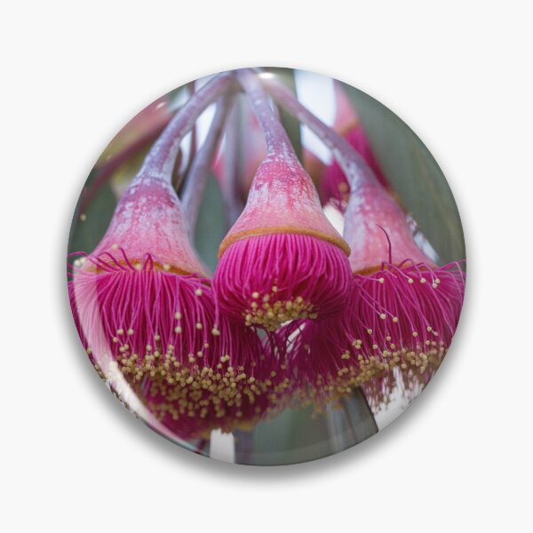 Item preview, Silver Princess Mallee Blossom Macro 2 – Fine Art Canvas Print designed and sold by MinzMarchStudio.