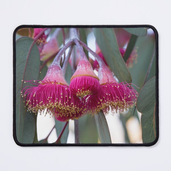 Item preview, Silver Princess Mallee Blossom Macro 2 – Fine Art Canvas Print designed and sold by MinzMarchStudio.