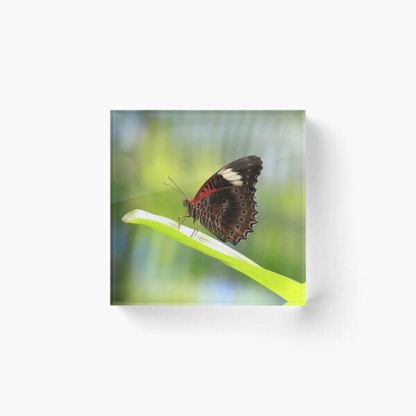 Item preview, Red Lacewing Butterfly designed and sold by Rachel Elizabeth Photography.