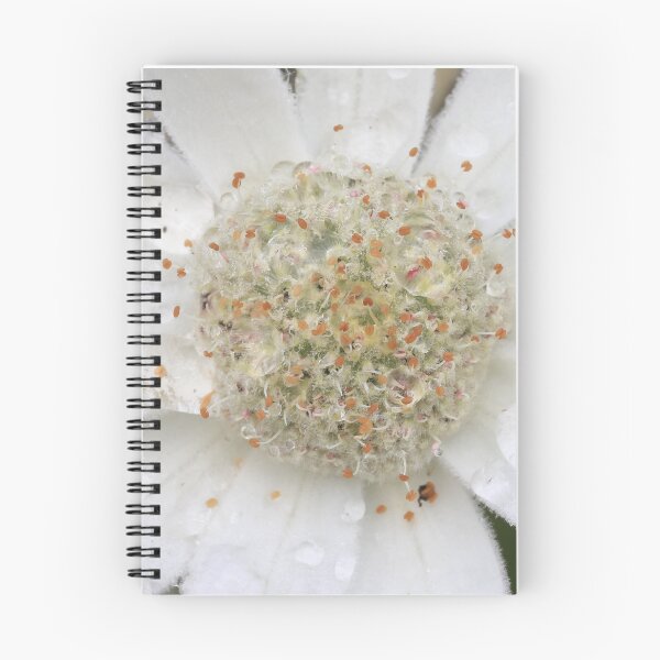 Item preview, Close-up of Flannel Flower designed and sold by Rachel Elizabeth Photography.